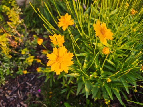 Free Bright yellow Coreopsis flowers blooming in a lush garden setting, capturing the beauty of nature. Stock Photo
