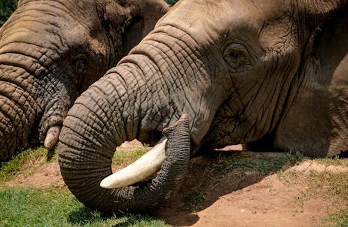 Foto d'estoc gratuïta de animals, arrugat, bagul