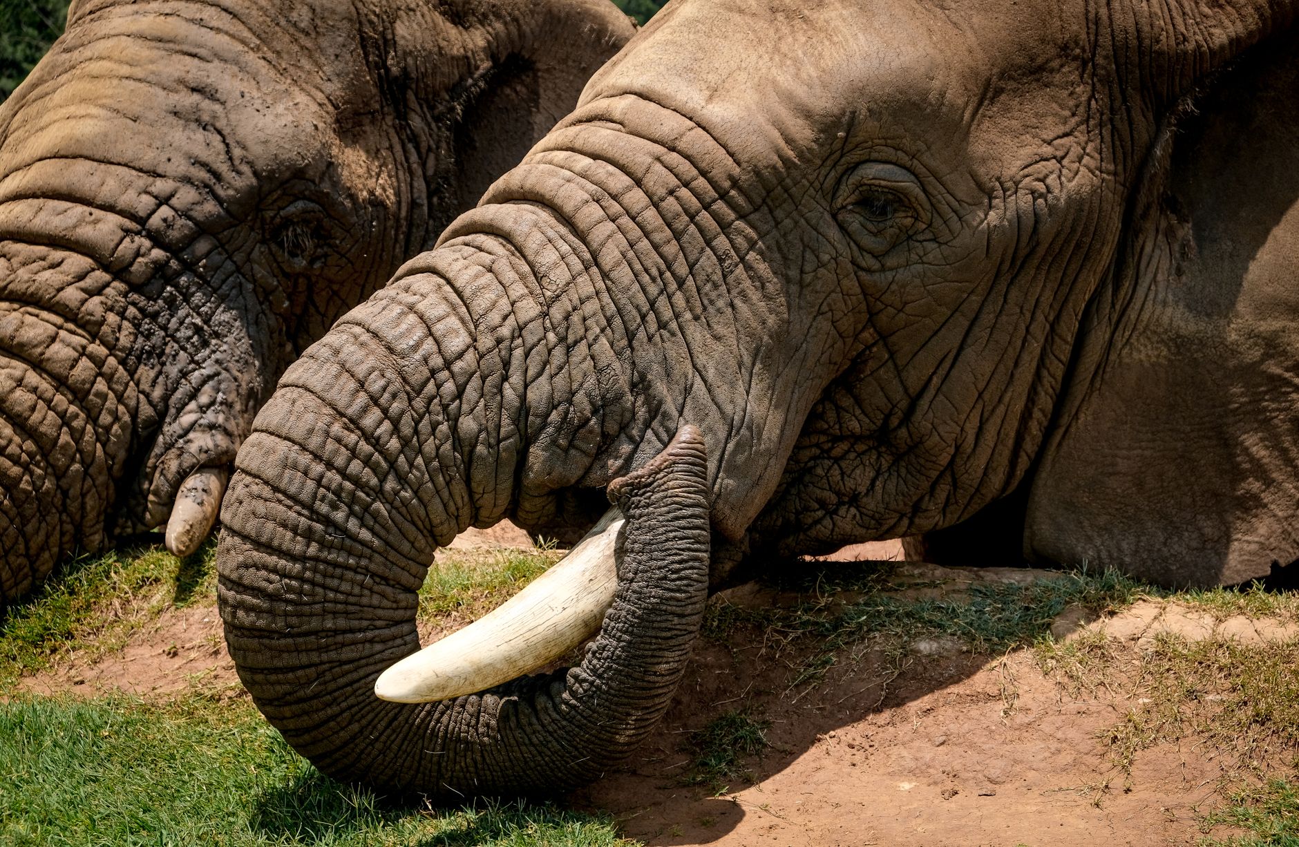 AI Translating Animal Language Market Booming Worldwide