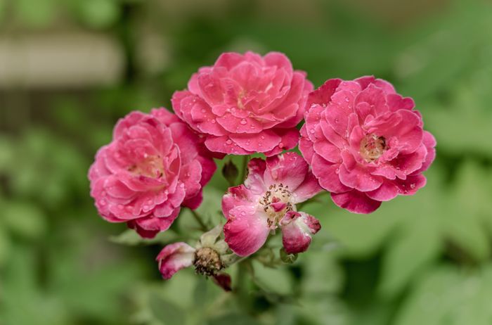 Pink roses covered in morning dewdrops