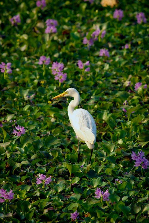 Белая птица декор на зеленой траве поля