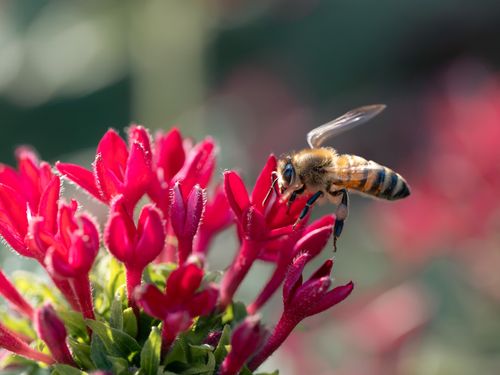 Free Honeybee collecting nectar from bright red flowers, captured in natural sunlight. Stock Photo