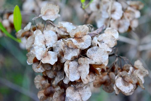 Fotos de stock gratuitas de cerrar las flores, flor seca, flores marrones