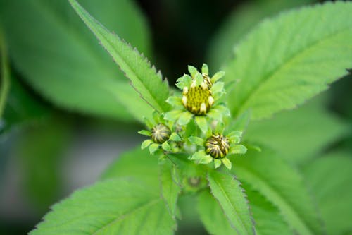 Fotos de stock gratuitas de brote, cogollos de primer plano, flor de cerca