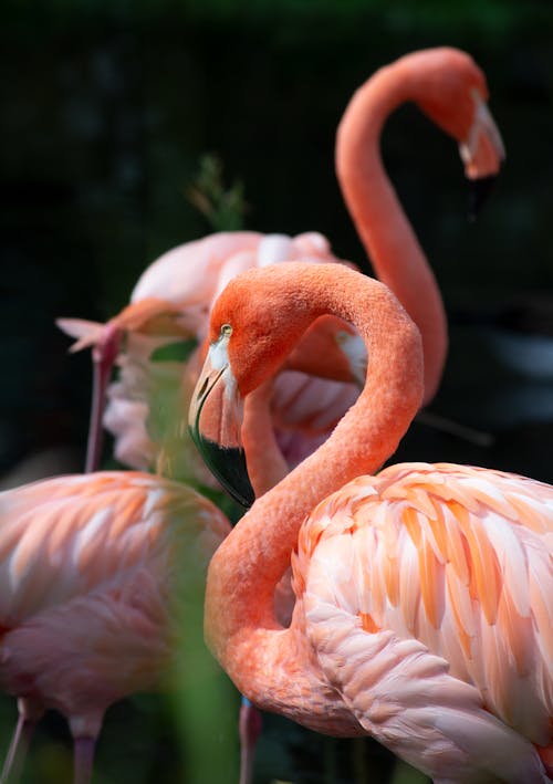 免费 粉红色的火烈鸟在水面上 素材图片