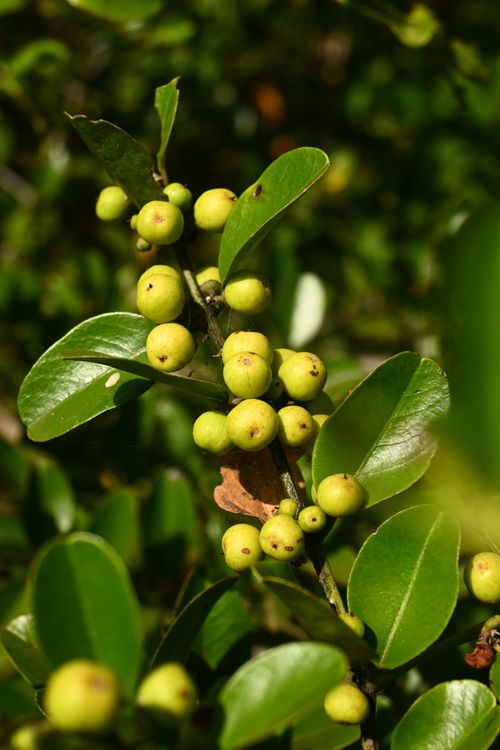 Free Vibrant green berries clustered on a leafy branch, basking in sunlight. Stock Photo