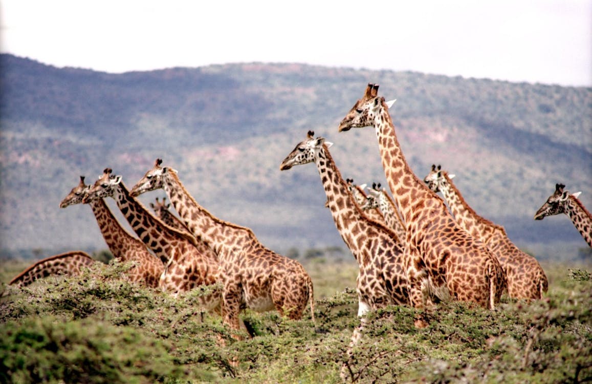 Free Group of Giraffe Surrounded by the Green Trees Stock Photo