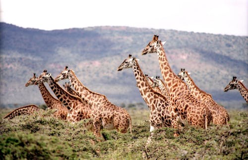 Groupe De Girafe Entouré Par Les Arbres Verts
