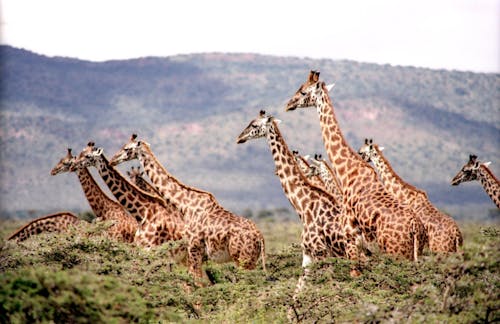 Groep Giraffe Omringd Door De Groene Bomen