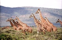 非洲大草原上，一群长颈鹿在优美的风景中