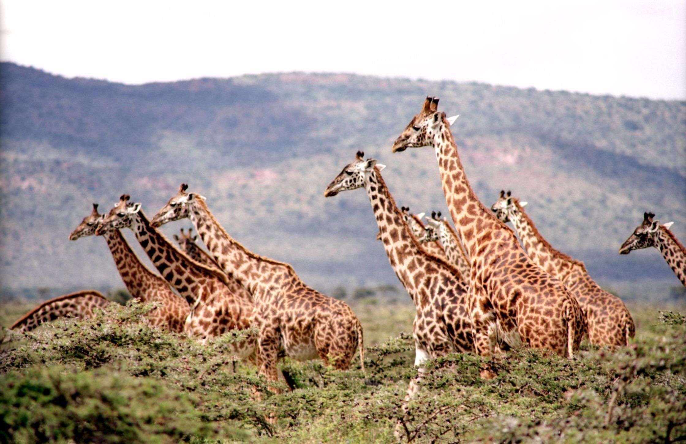 Photo gratuite de afrique, animaux, animaux sauvages