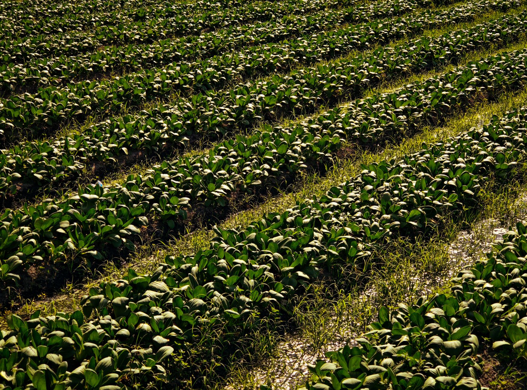 Federal Farm Bill Draft Promises Major Shifts for Restaurant Supply Chains