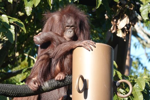 hamilton zoo new