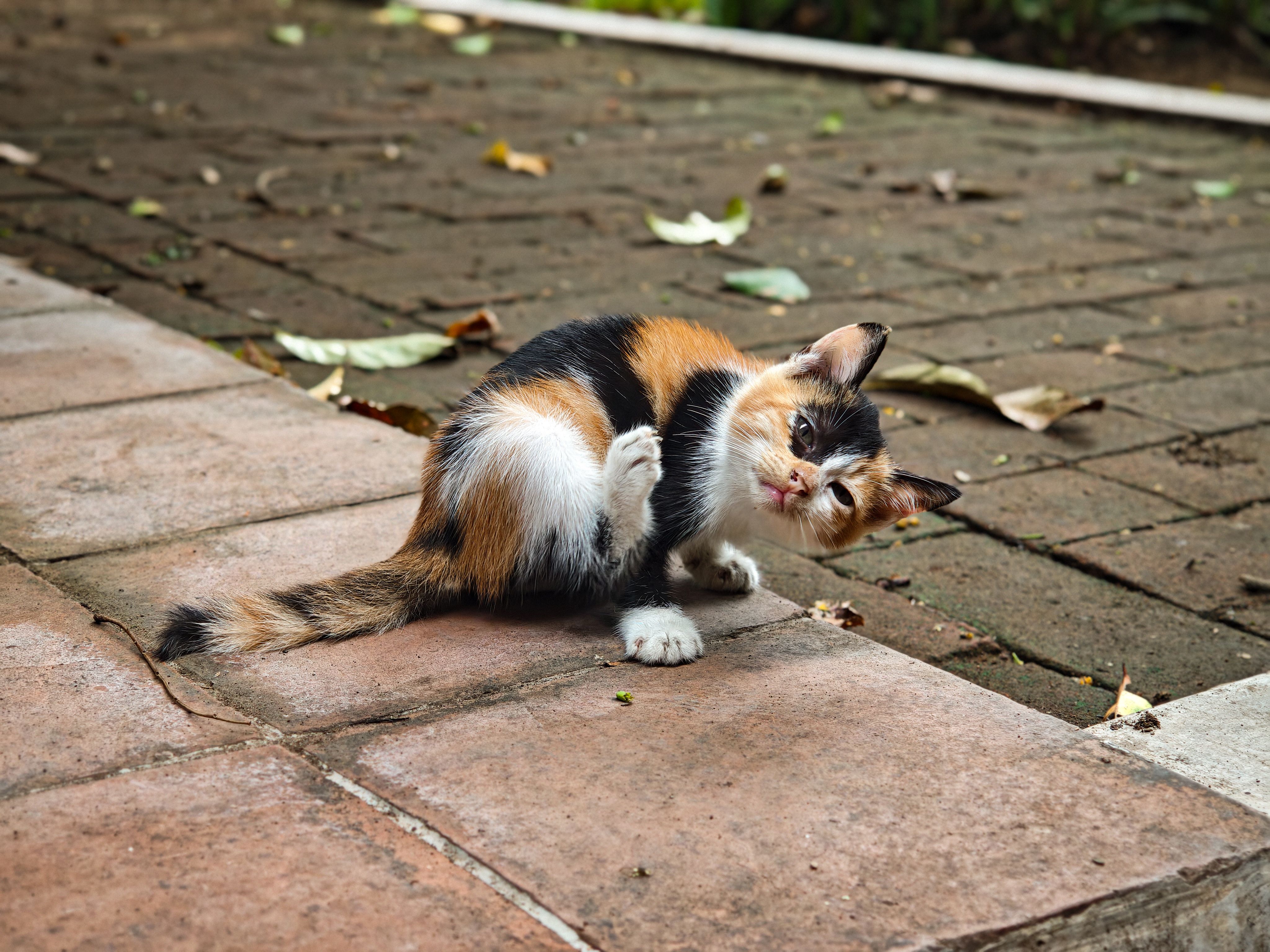 Charming calico kitten playfully rolling on a brick pavement outdoors.