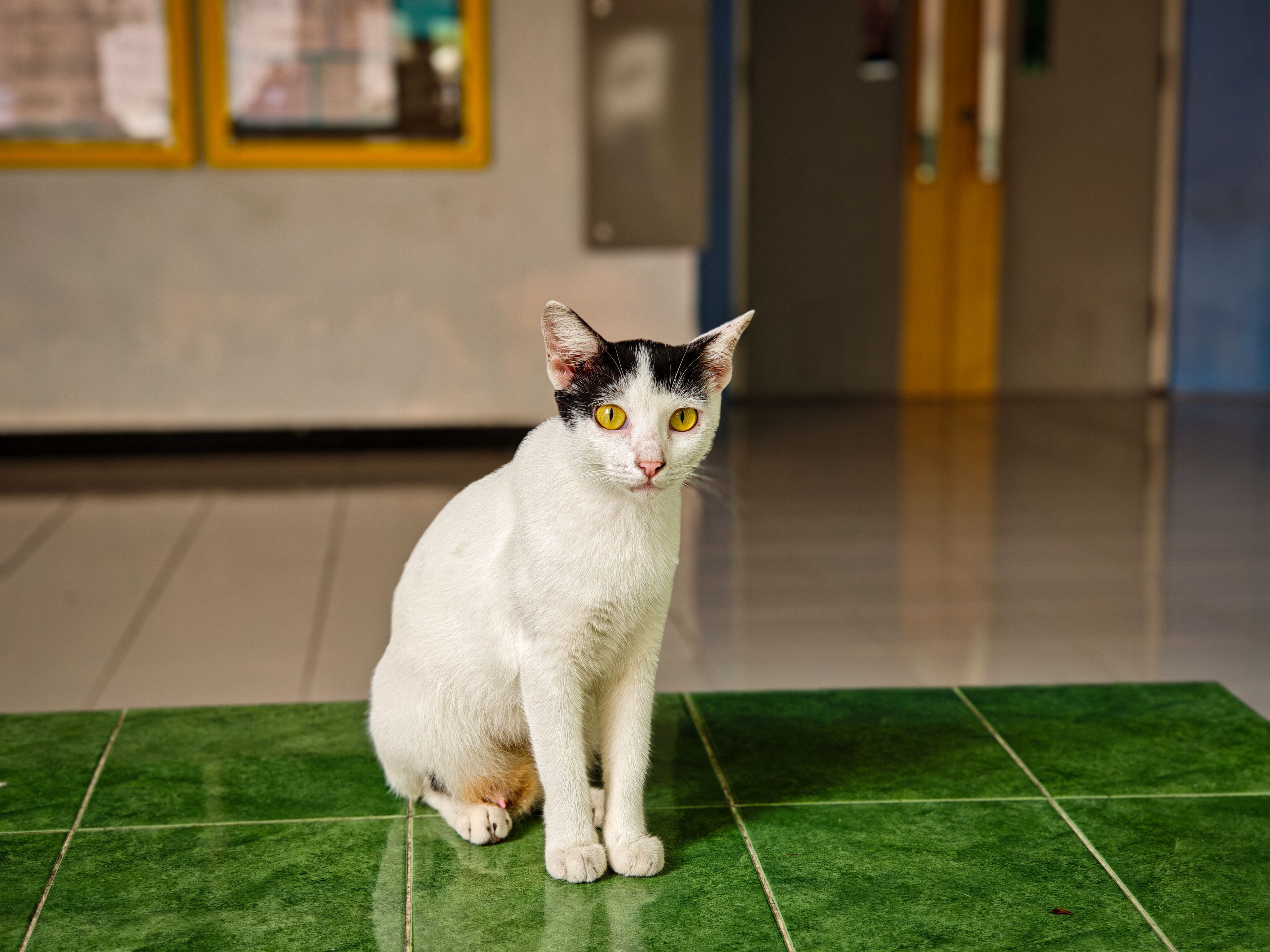 Katze mit Pflegeprodukten