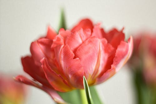 Close up of Tulip