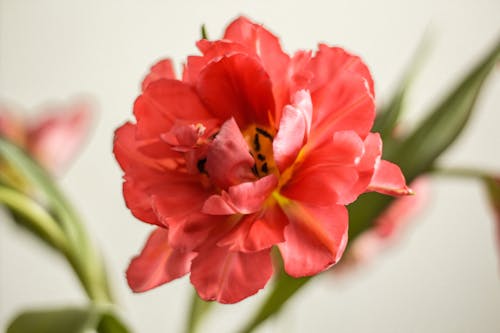 Close-up View of Pink Tulip