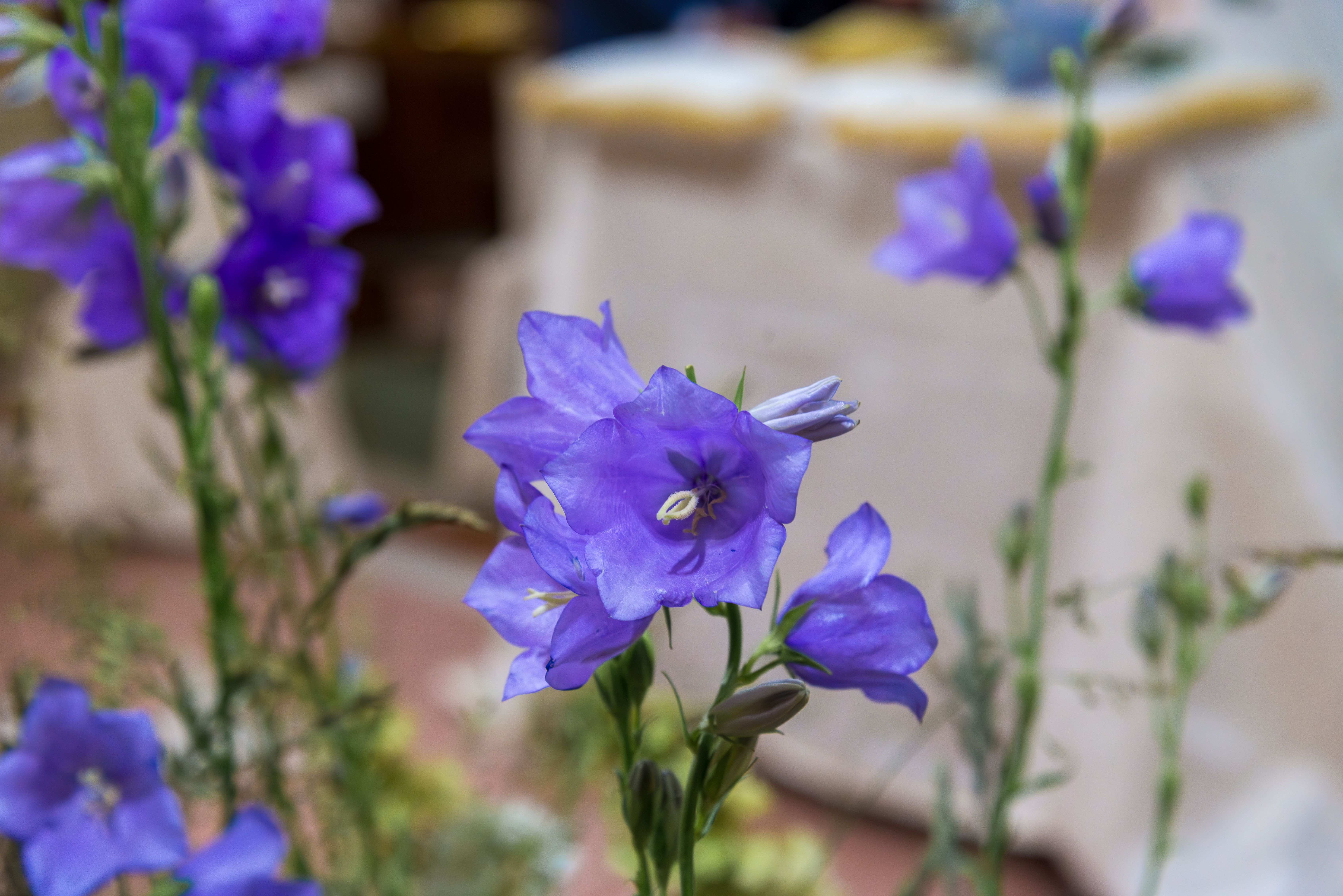 [ColoSach]-detailed-view-of-blooming-purple-campanula-flowers-indoors,-showcasing-vibrant-colors-and-delicate-petals.