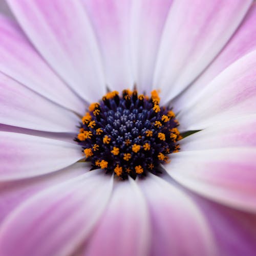 Free Close-up Photo of Purple Flower in Bloom Stock Photo