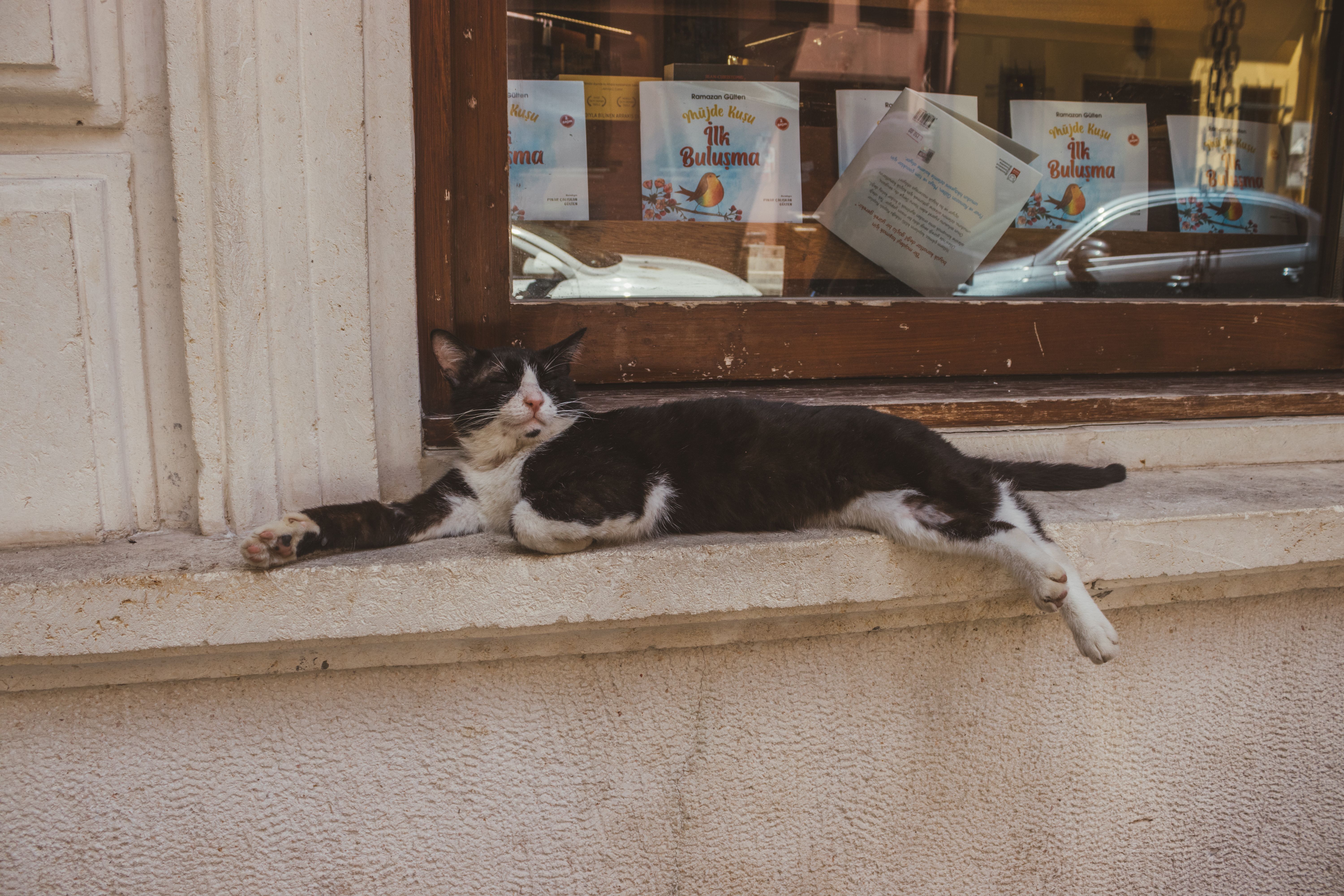 A pet undergoing diagnostic blood testing at a veterinary clinic