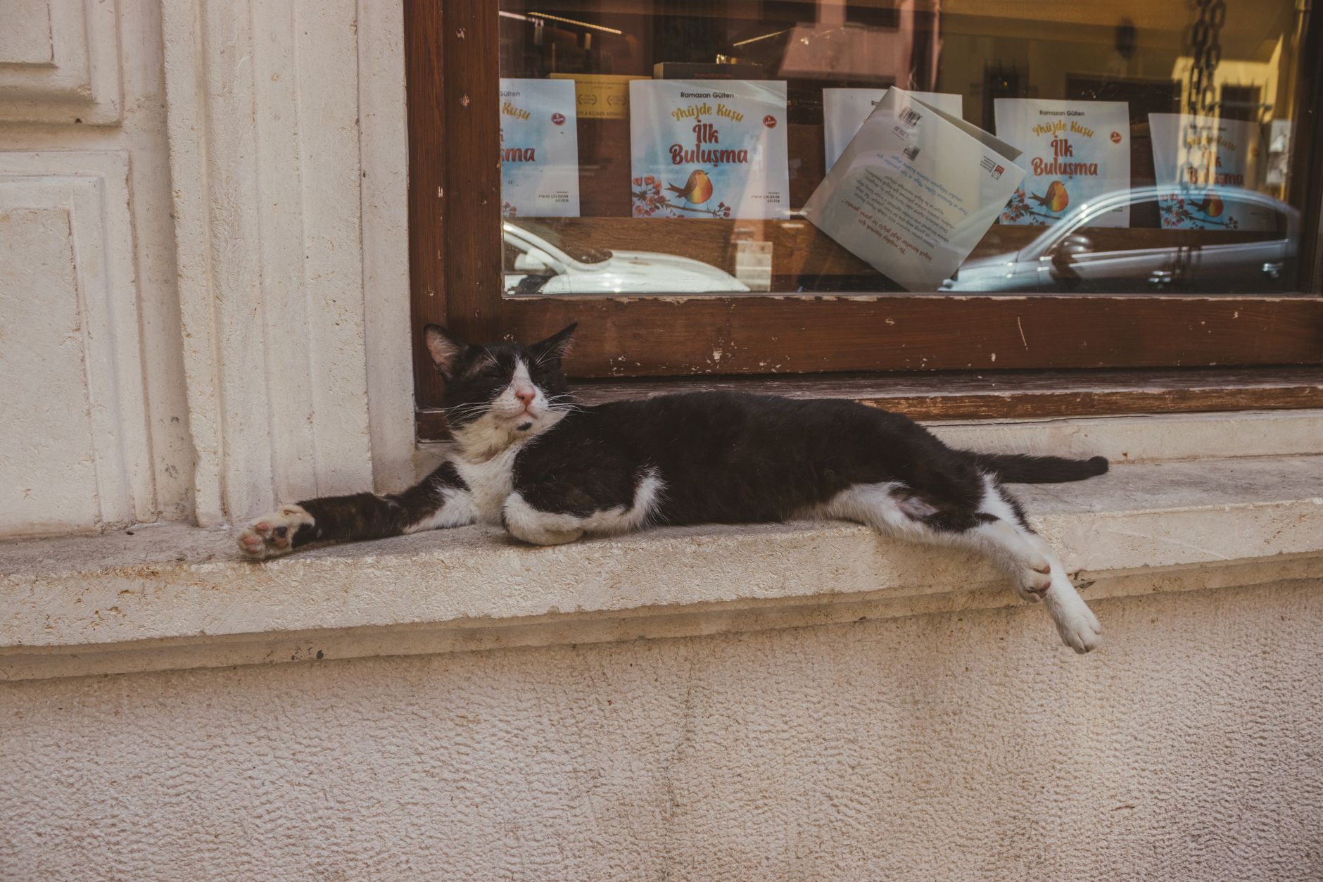 A pet undergoing diagnostic blood testing at a veterinary clinic