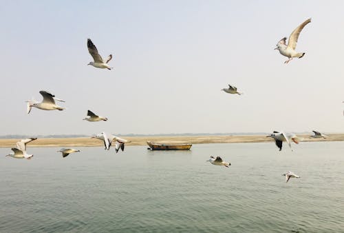 Oiseaux Volant Au Dessus De La Mer