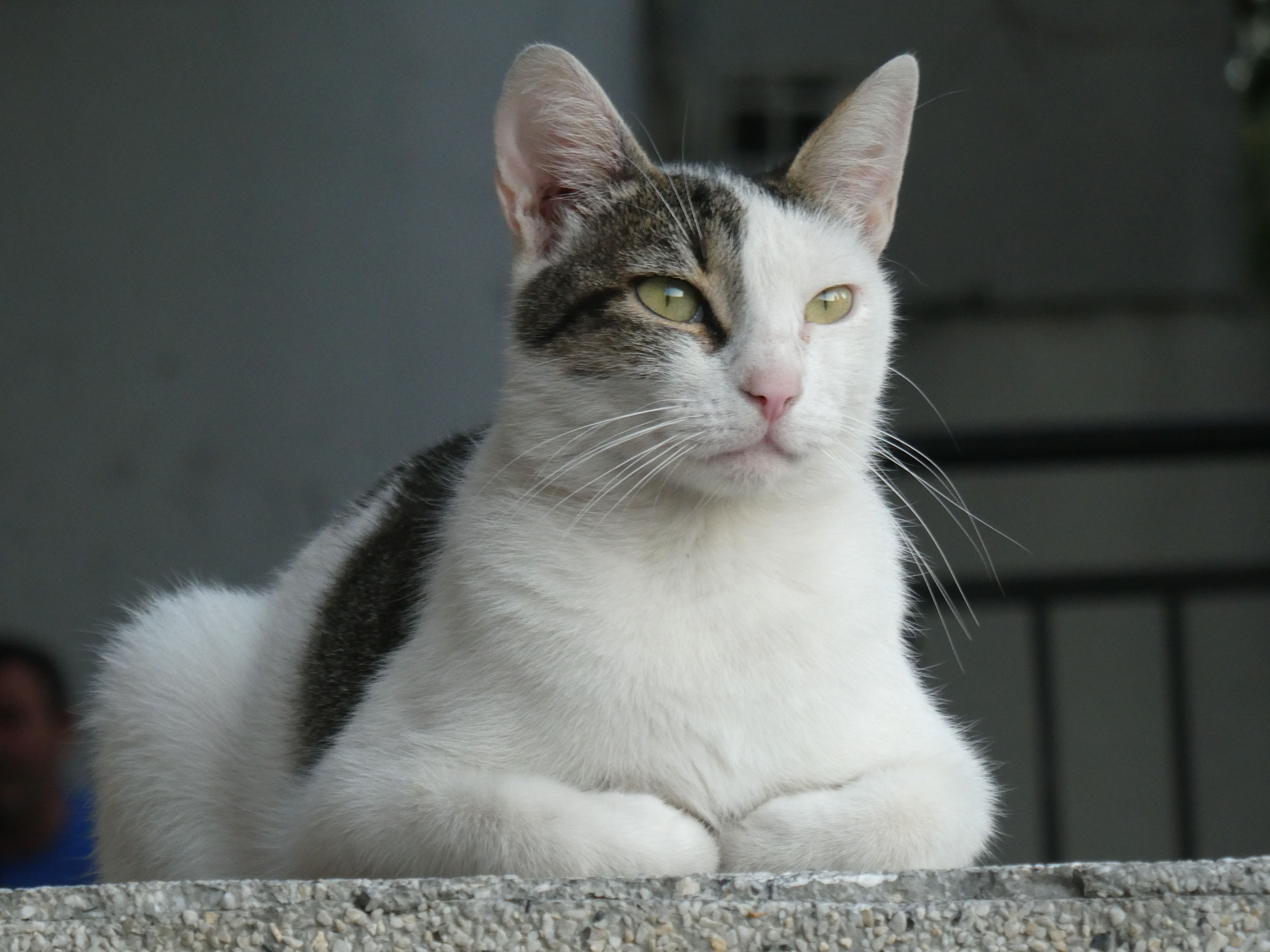 A cat undergoing diagnostic blood testing at a veterinary clinic