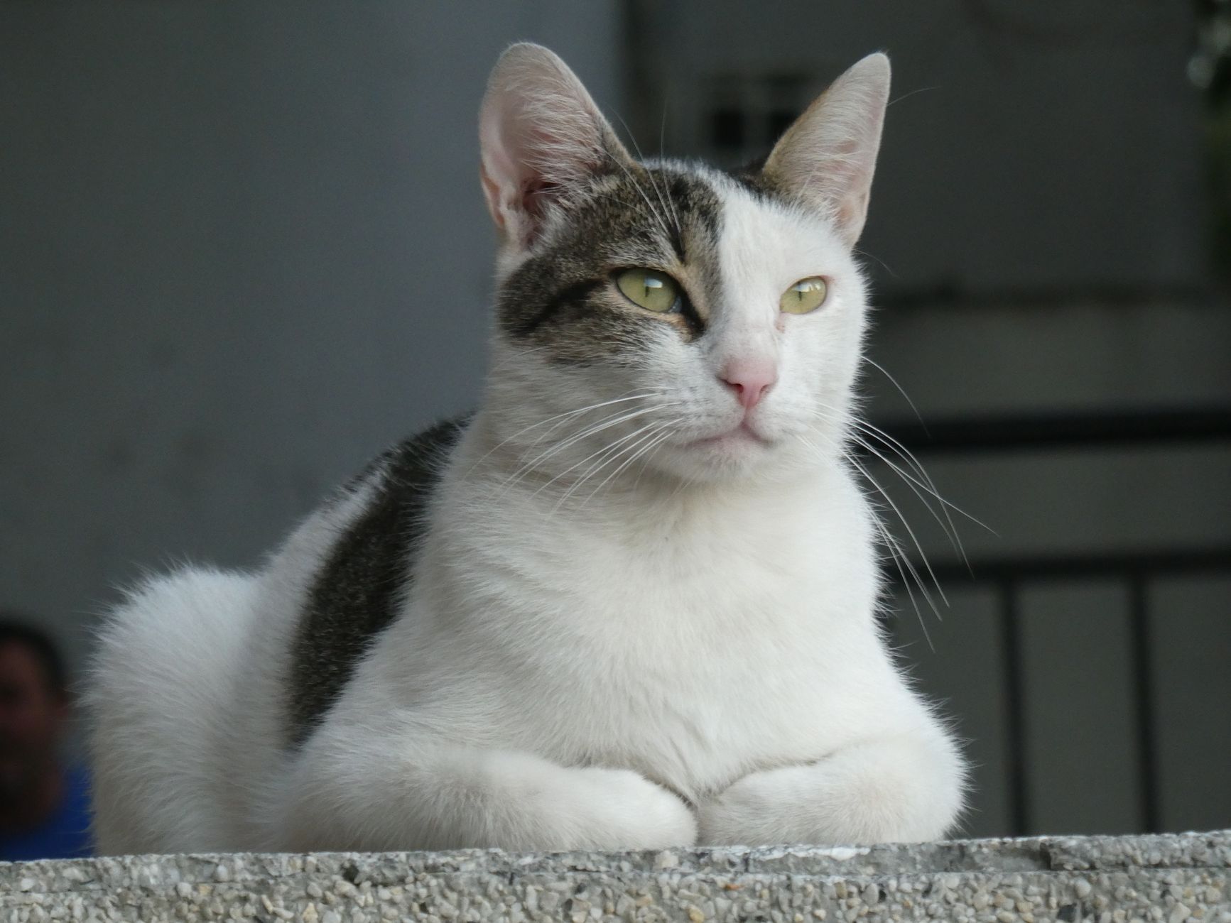 A cat undergoing diagnostic blood testing at a veterinary clinic