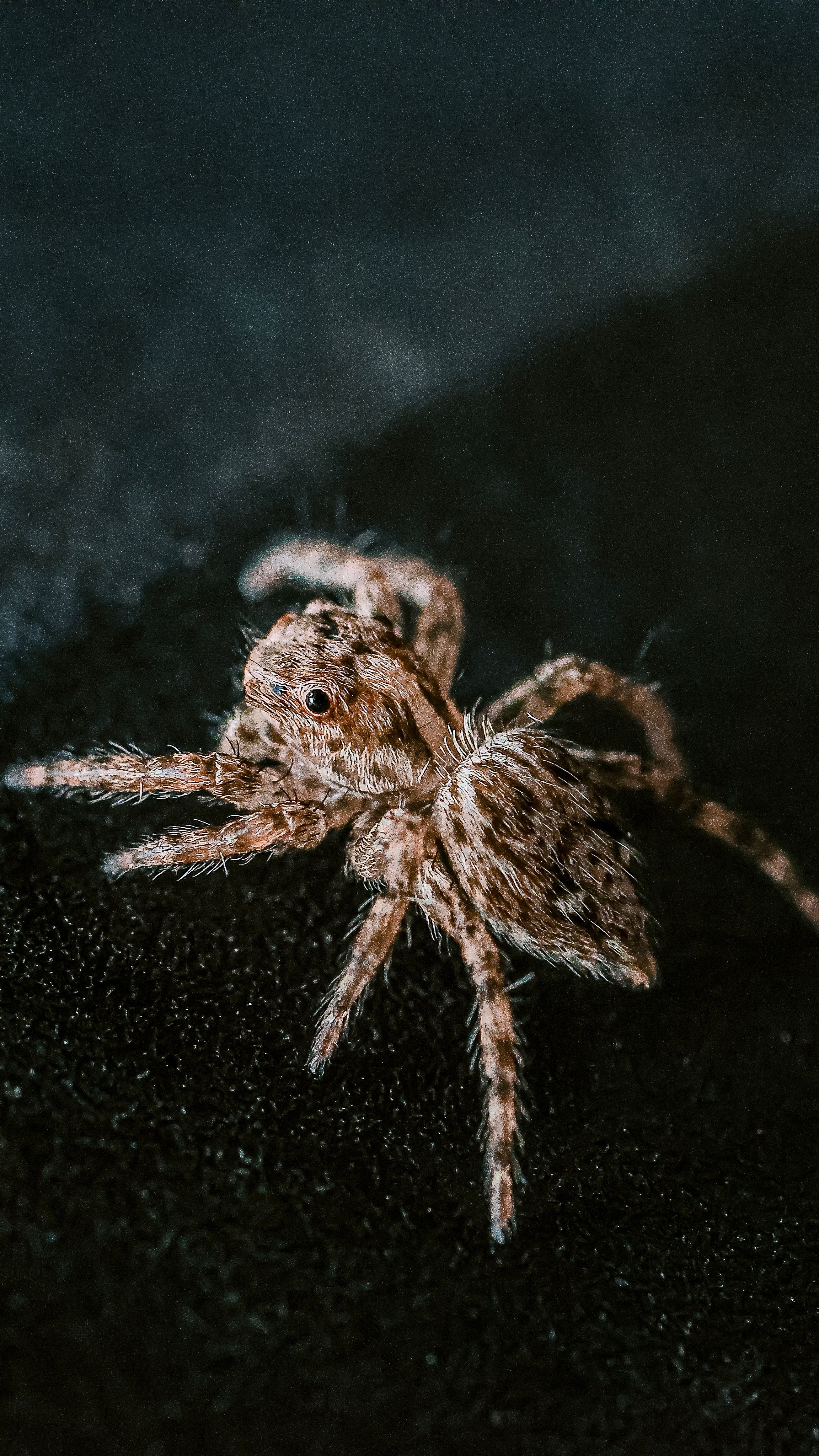 Detailed macro photo of a jumping spider on a textured dark background, showcasing intricate details.