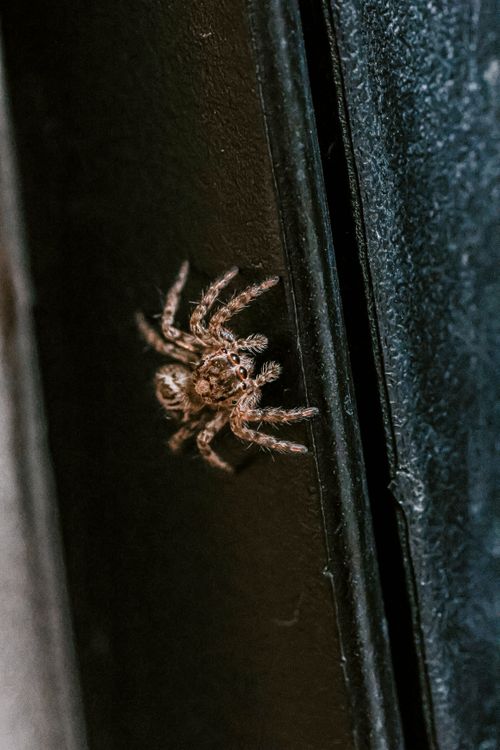 Free Detailed close-up of a jumping spider on a textured dark surface, showcasing its unique markings. Stock Photo