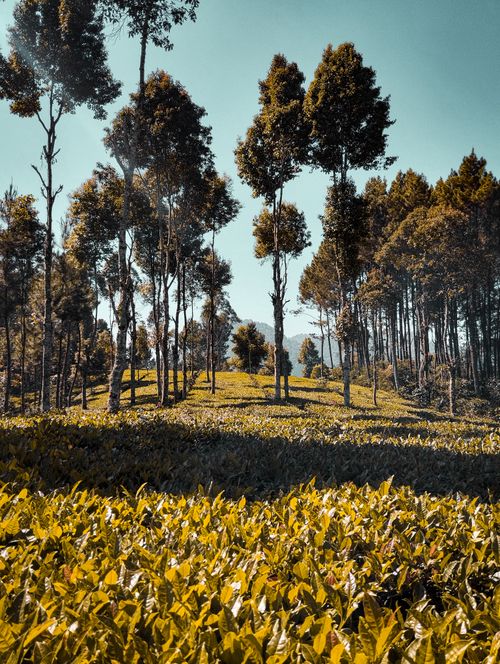 Free Lush tea plantation in West Java, Indonesia, with tall trees under a clear blue sky. Stock Photo