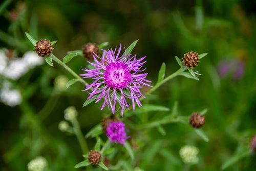 Free Vibrant purple knapweed flower in focus against a lush green background, showcasing nature's beauty. Stock Photo