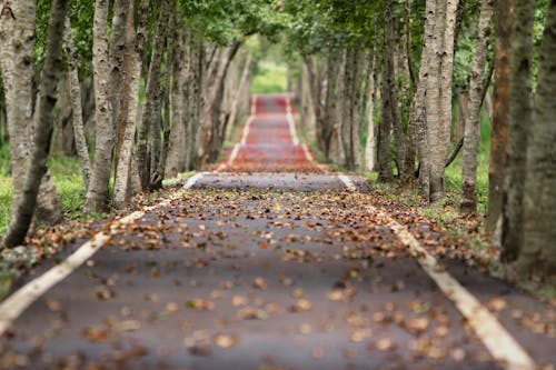 Empty Road Between Trees