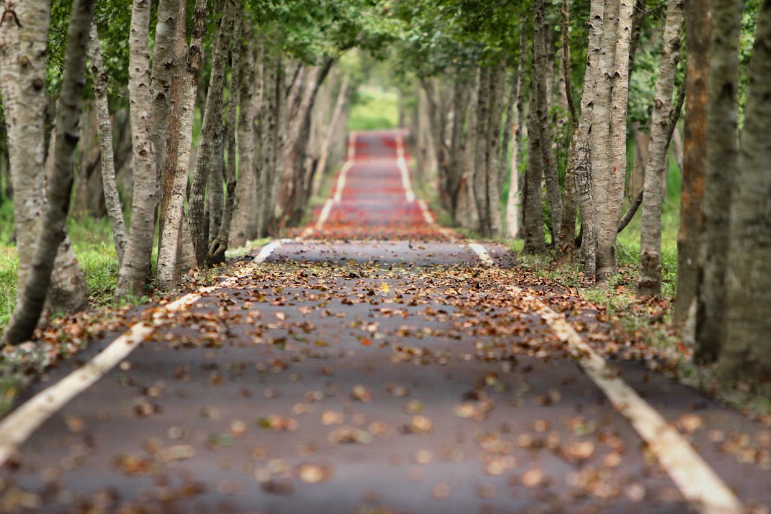 Free Empty Road Between Trees Stock Photo