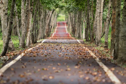 Free stock photo of road, nature, trees, branches