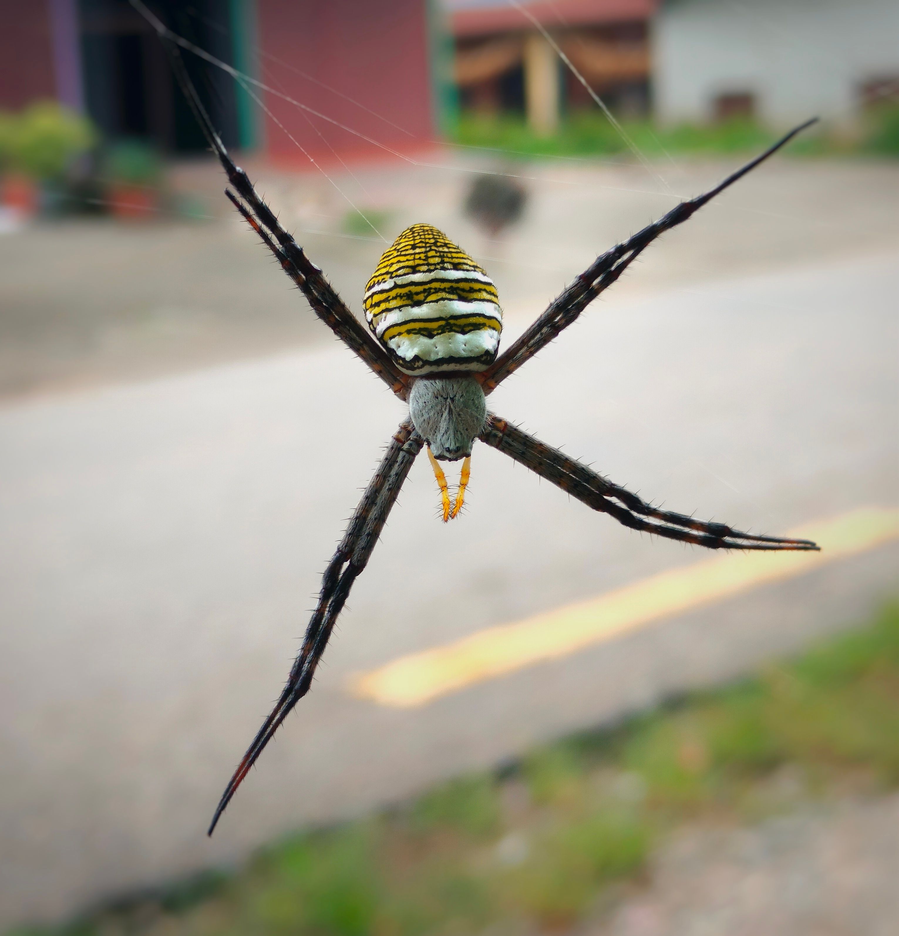 Vibrant Argiope spider hanging on its web outdoors in Nepal, showcasing unique patterns and colors.