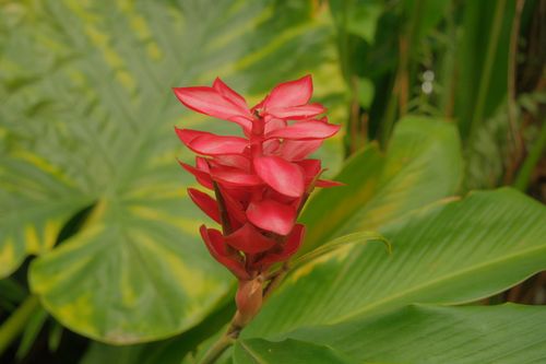 Free Close-up of a red ginger flower surrounded by lush green tropical leaves, showcasing nature's vivid beauty. Stock Photo