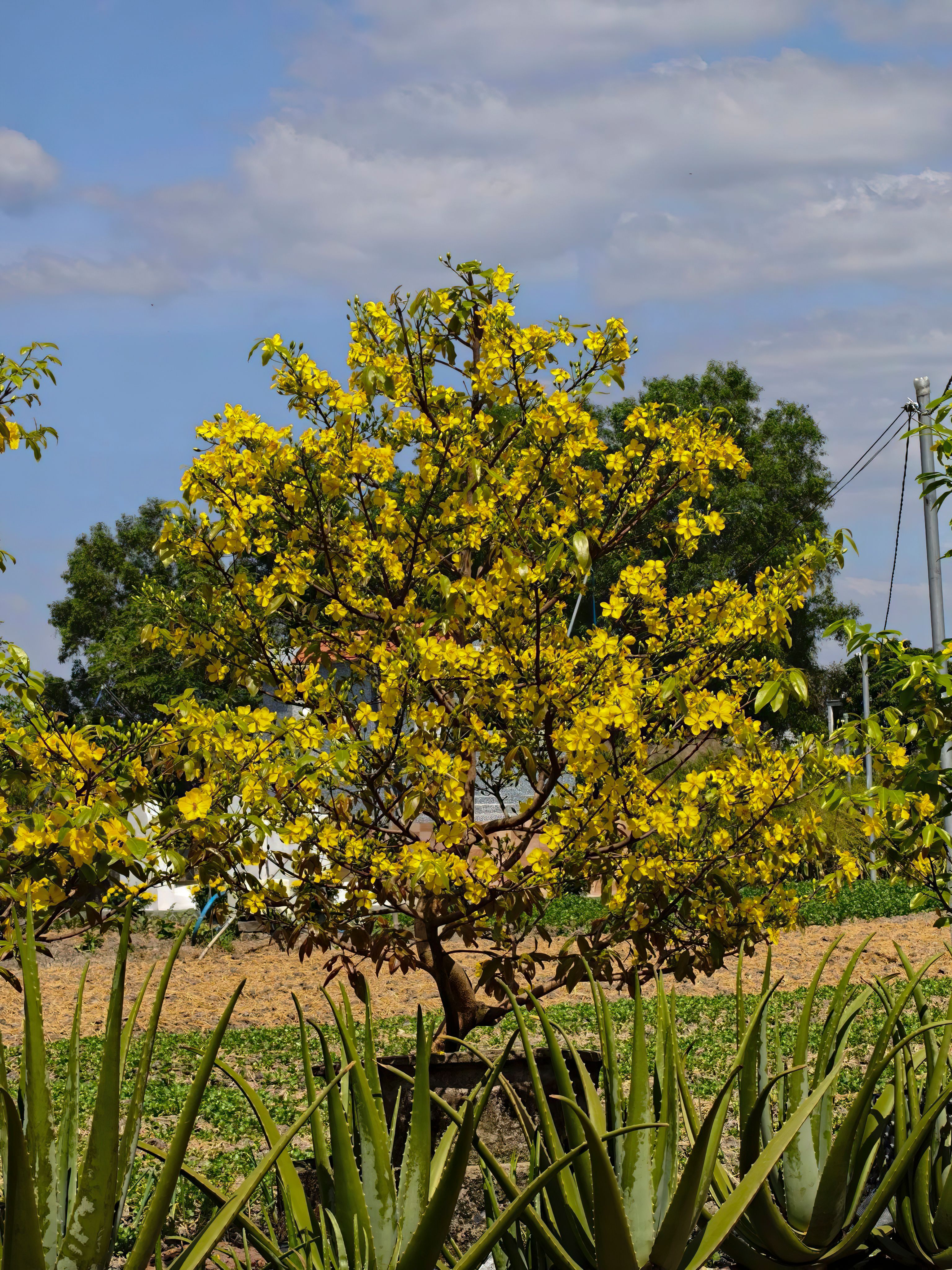 Vibrant yellow Hoa Mai tree blooming in a garden in Tây Ninh, Vietnam.