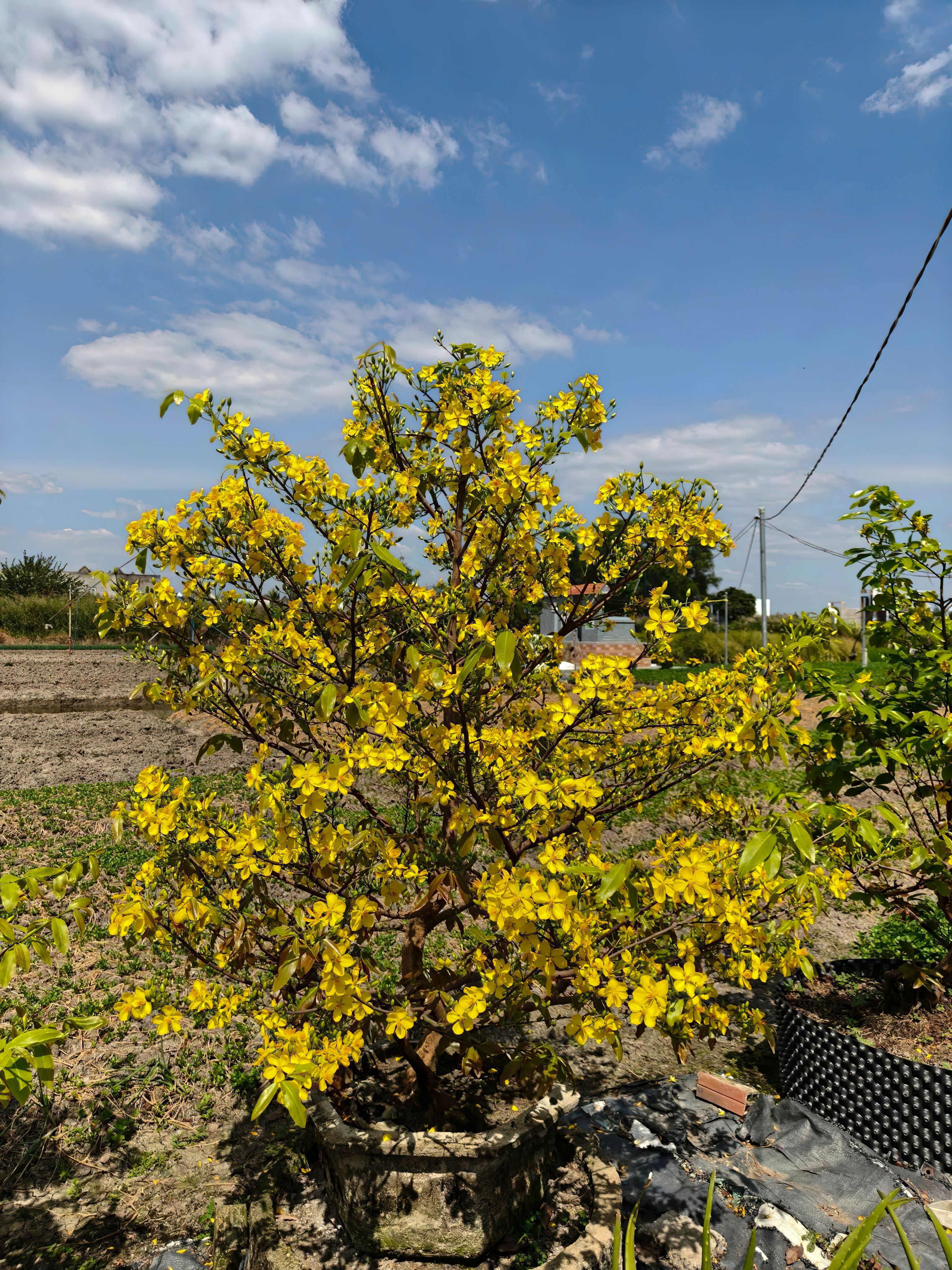 Vibrant Hoa Mai tree blooms under a clear blue sky in Tây Ninh, Vietnam.