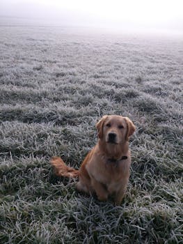 白天，金毛猎犬坐在结霜的草地上