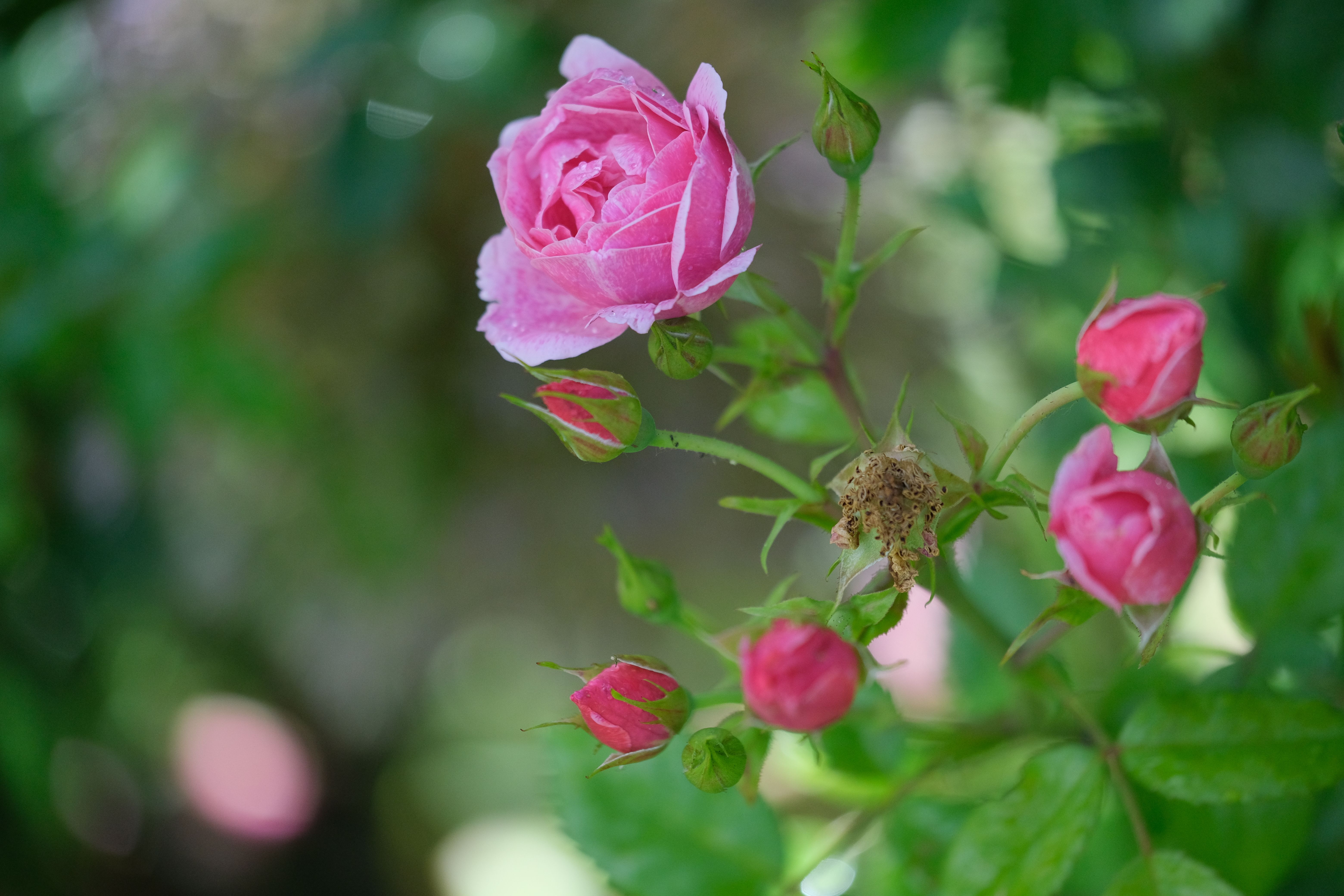 [ColoSach]-close-up-of-pink-roses-in-full-bloom-with-green-leaves,-captured-on-a-sunny-day.