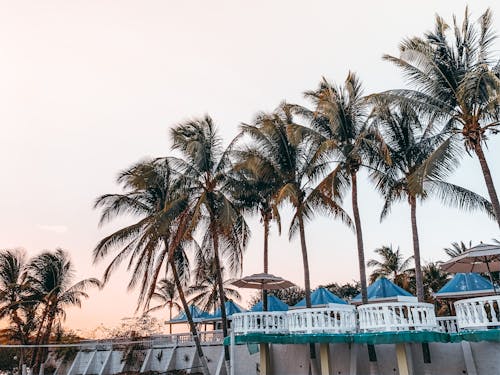 Picturesque scenery of tropical resort with cozy blue umbrellas on outside terrace amidst exotic palms during picturesque sunset