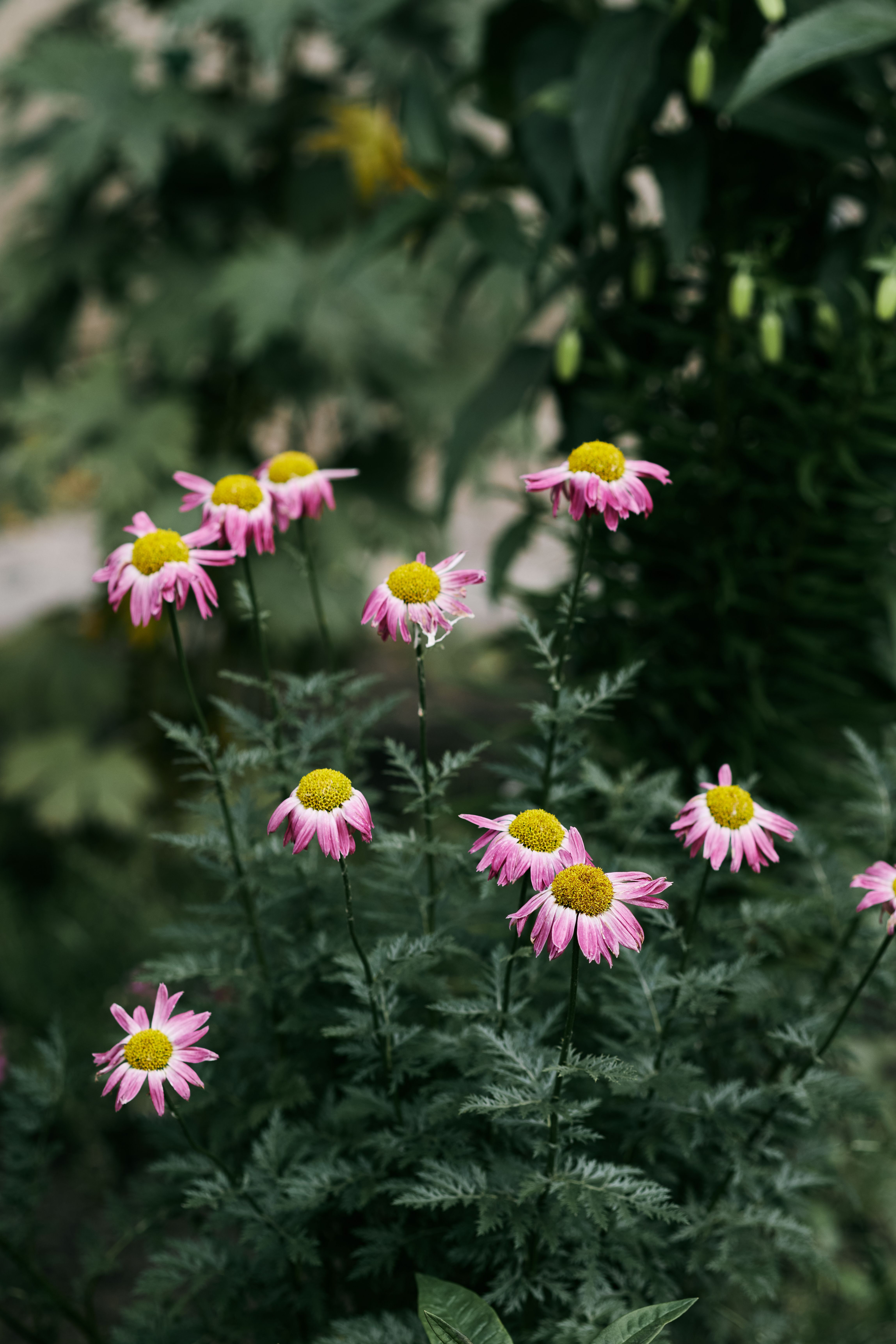 [ColoSach]-beautiful-pink-daisies-with-yellow-centers-blooming-amidst-lush-greens-in-a-garden-setting.