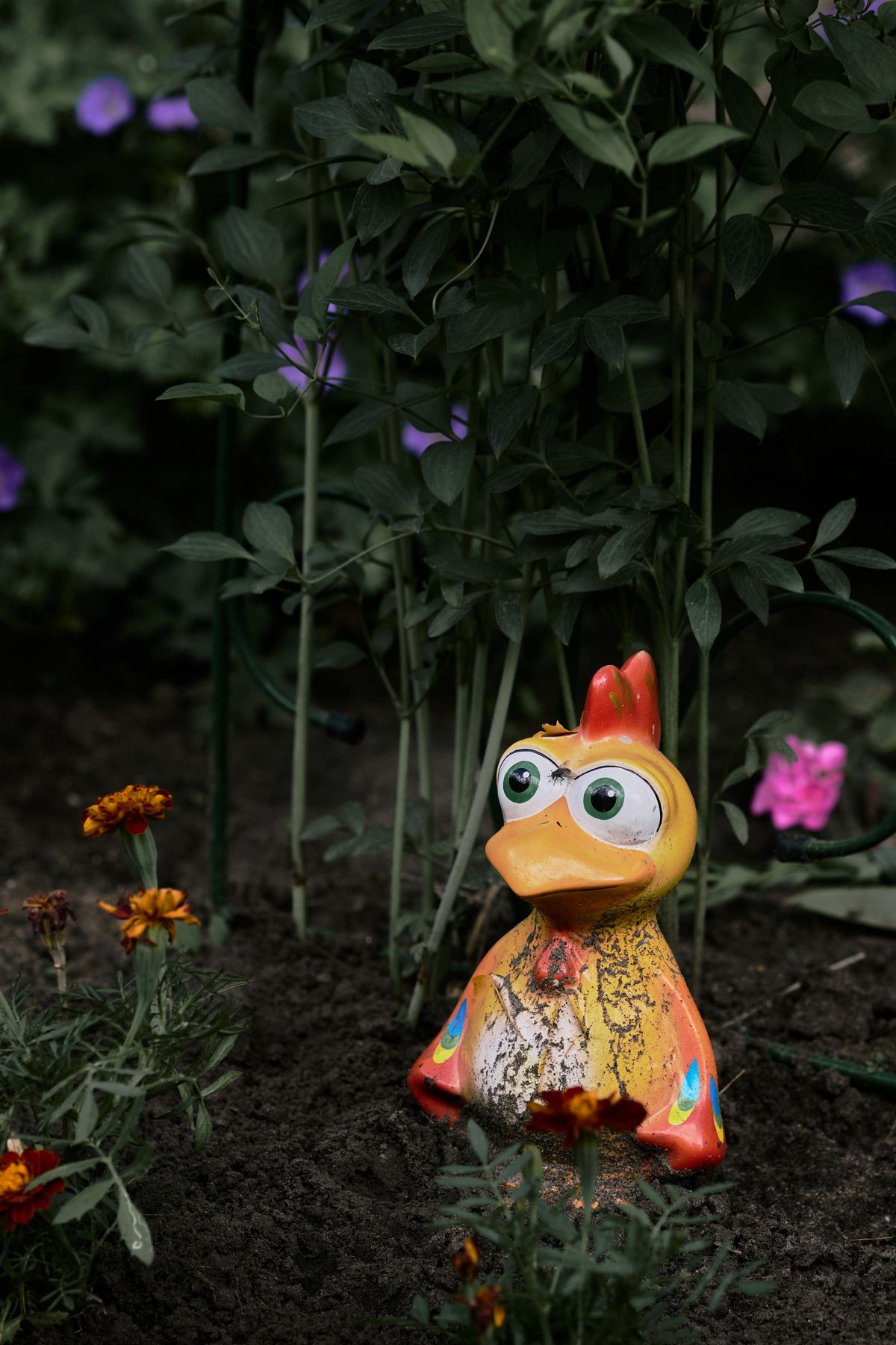 Vibrant ceramic rooster decoration among garden flowers. Stock Photo.