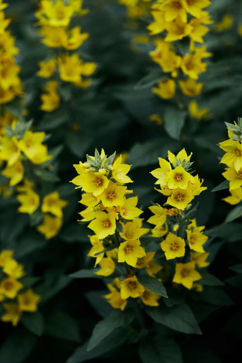 Free Bright yellow flowers captured in a lush garden, evoking the freshness of spring. Stock Photo
