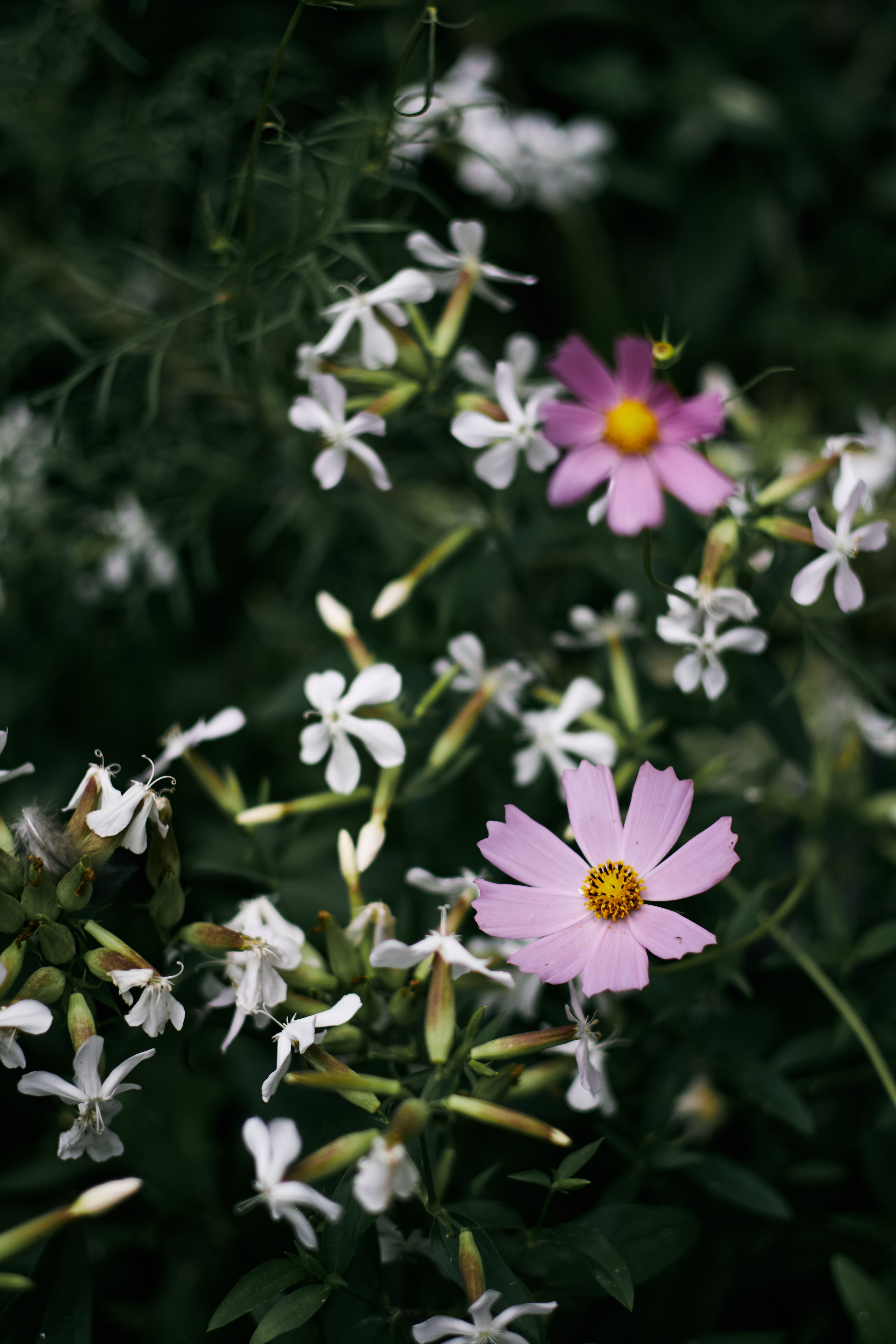 [ColoSach]-a-close-up-of-pink-cosmos-and-white-flowers-in-a-lush-green-garden.