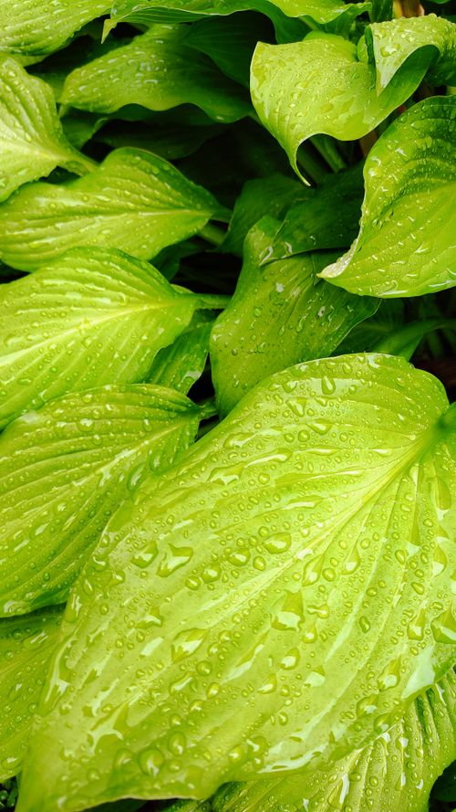 Free Close-up of lush green leaves with water droplets after rain. Perfect for nature-inspired designs. Stock Photo