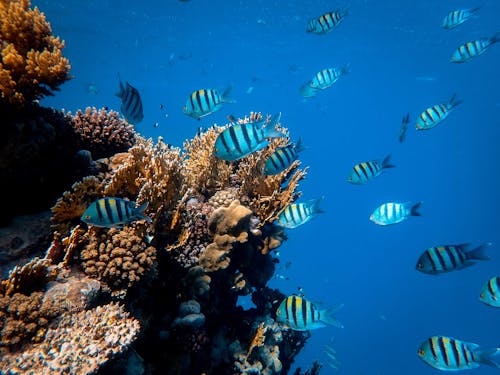 Escuela De Peces En Cuerpo De Agua