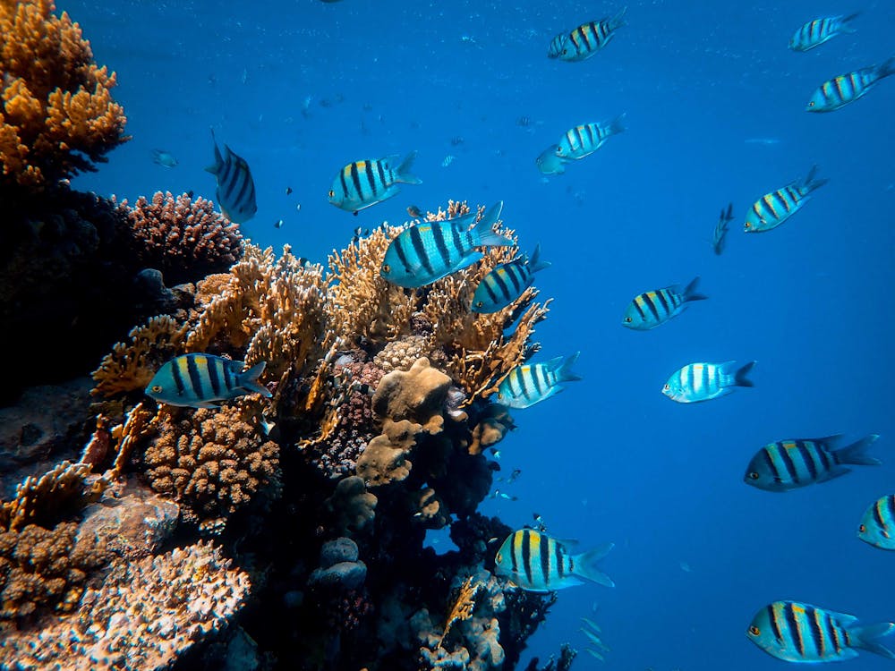 Free School of Fish in Body of Water Stock Photo