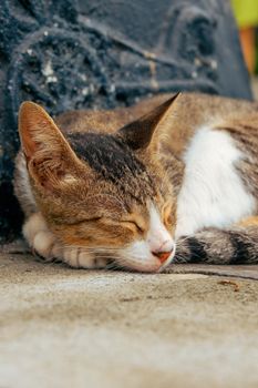 Cute stray cat sleeping peacefully on a sidewalk in Manila, Philippines.